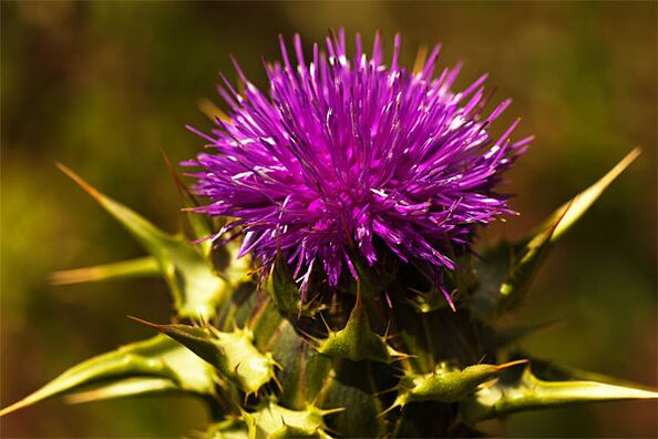 Thistle helps the lack of male hormones in the body