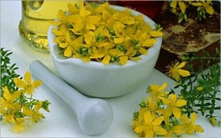 The revenues of st. john's wort to improve erection